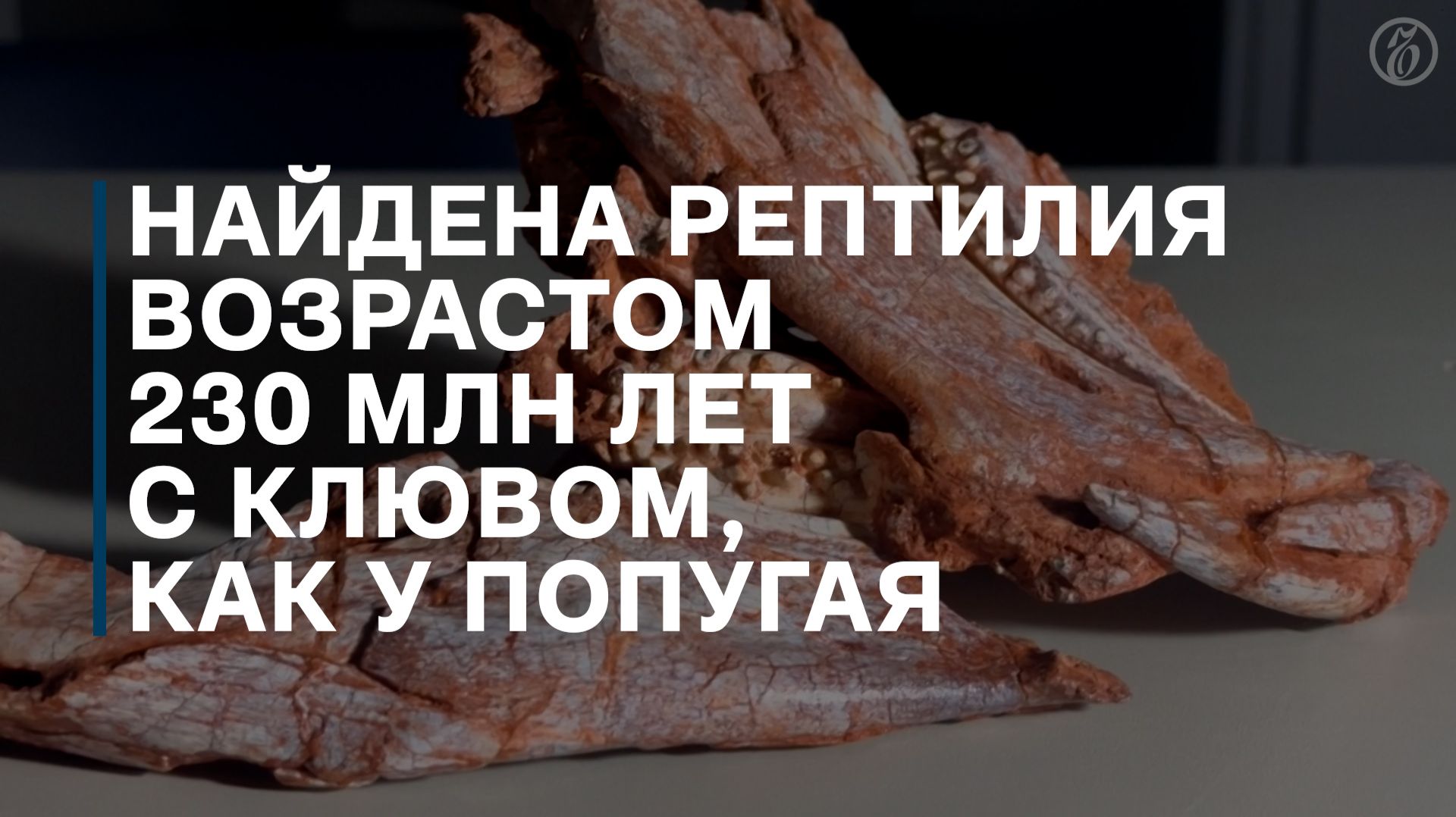 Найдена рептилия возрастом 230 млн лет с клювом, как у попугая