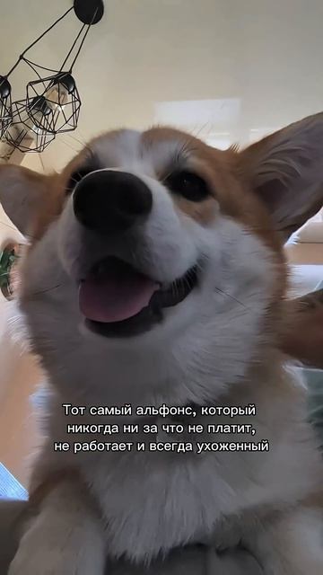 Поддержи лапкой — нажми «Подписаться» #корги #собака #corgishorts #tiktok #смешныевидео #corgidog