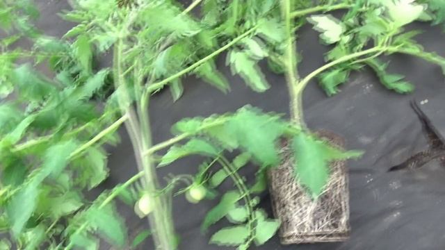 Высадила первые томаты в теплицу. Обзор рассады томатов перед высадкой. 2 апреля 2025.