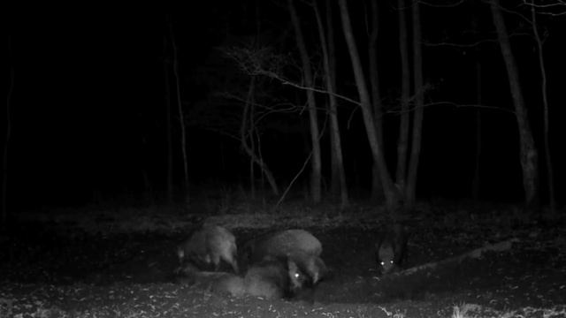 Фото ловушка