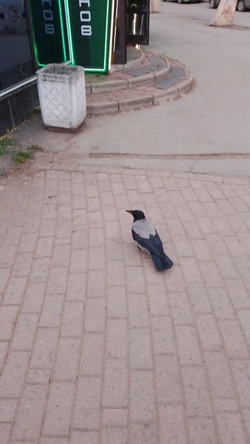 Ворона повредила лапку