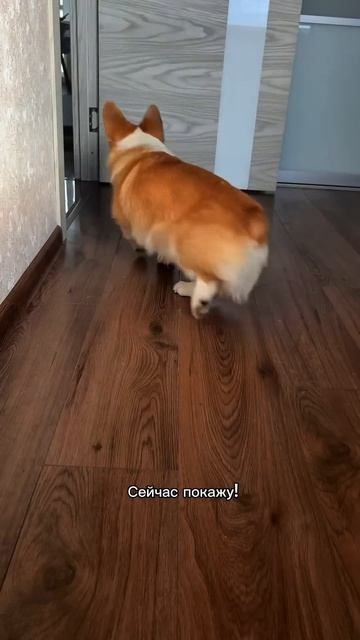 Следи за коржом, будь в коржи‑настроении #корги #смешныеживотные #corgi #шортс #dogsoftiktok #shorts