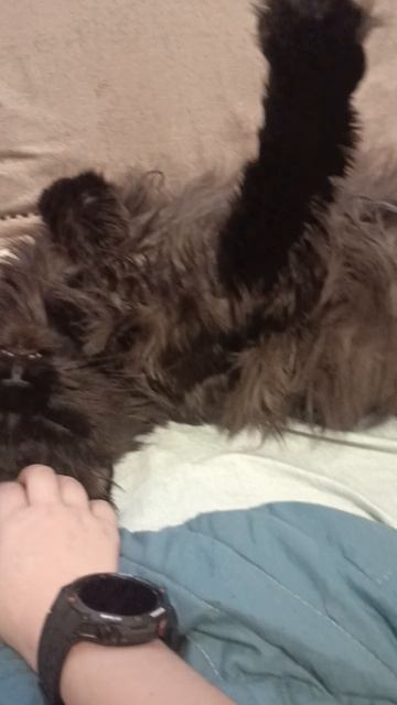 мой кот домашний