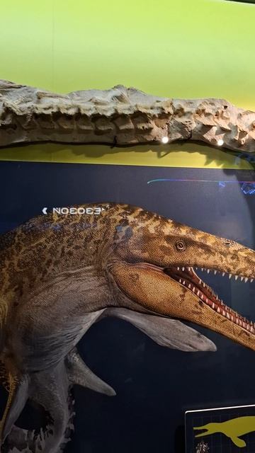 Мозазавры, гигантские и манёвренные❤️🔥в Музее истории Мироздания #археология #древность #прошлое