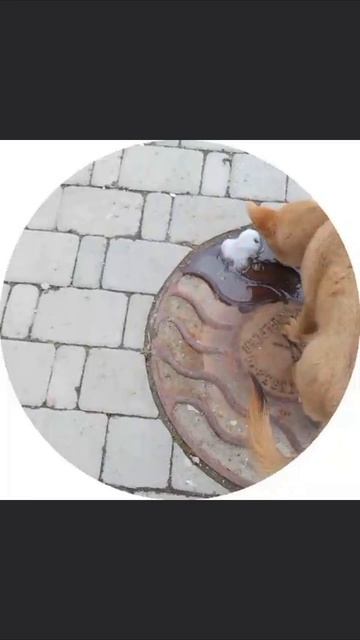 кто потерял собаку ???