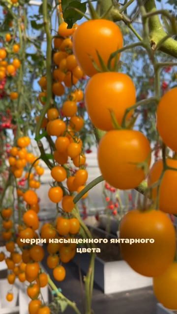 🍅 Черри, которые превращают теплицу в настоящую палитру художника
