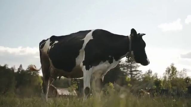 Песня о коровах/ Ой Буренушка ,Буренка.