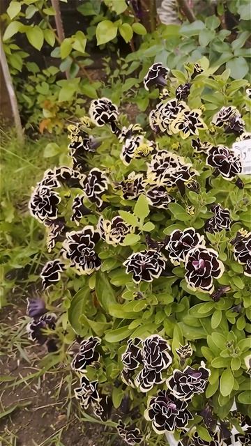 Золото и полночь в одном цветке 🌙