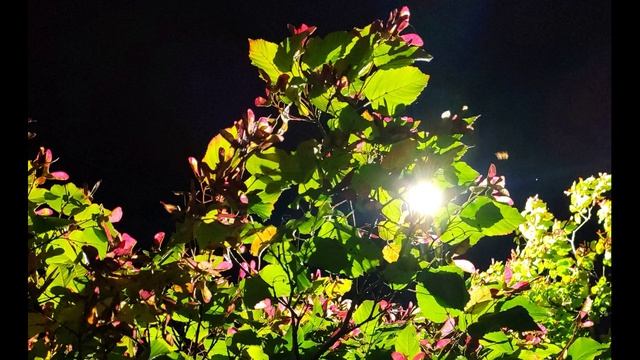 Р. Тагор. О, я знаю, пройдут...