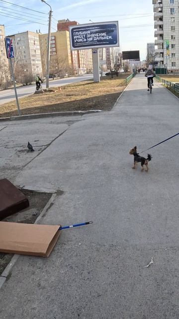 104. пёсик охотит голубя