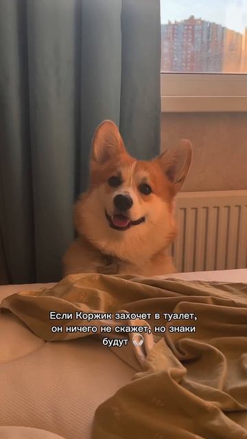 Следи за приключениями Коржа каждый день #корги #corgi #смешныеживотные #tiktok #shorts #шортс