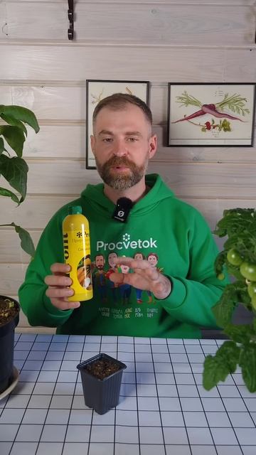 Киви вырастет из семечка! Свои сеянцы актинидии почти бесплатно