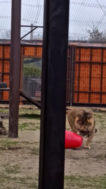 О, игрушечка,мой размер!