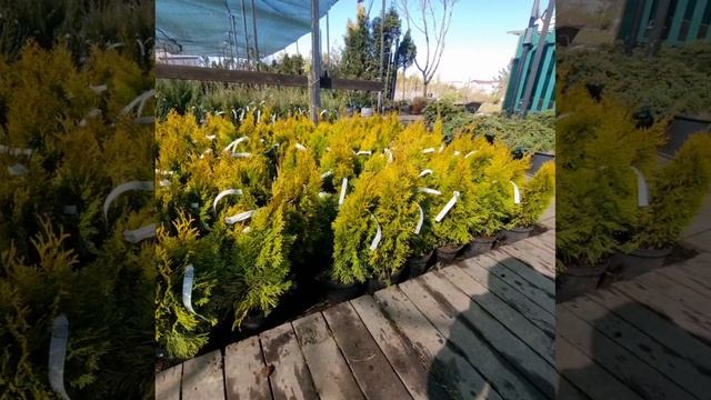 Туи Голден Смарагд - 830 руб!