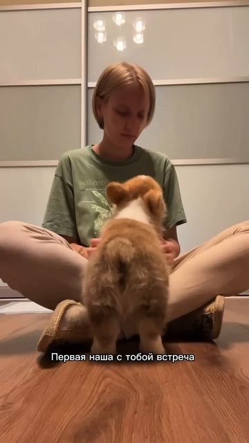 Хочешь ещё милых моментов каждый день? Жми подписку #корги #озвучка #corgi #шортс #милота #shorts