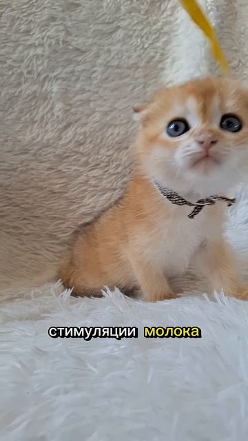 Кото-Факты день 9 (Часть 23)#cat #видосыоткота #Кото-Факты