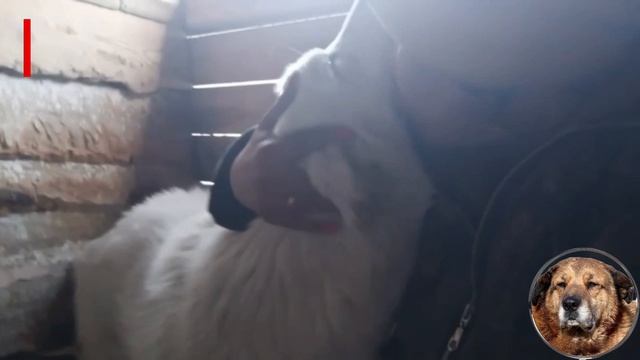 ПРИШЛИ В ВОЛЬЕР К ДЕДУШКЕ