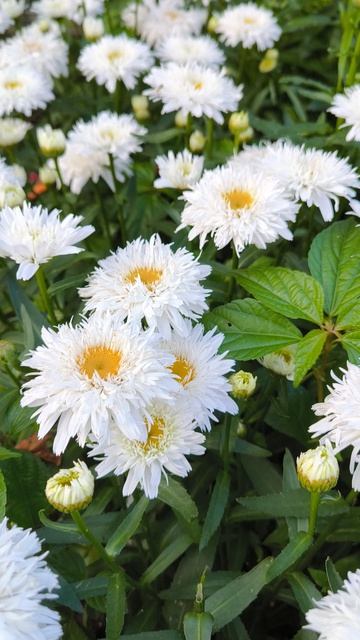 Нивяник СВИТ ДЕЙЗИ РЕБЕККА