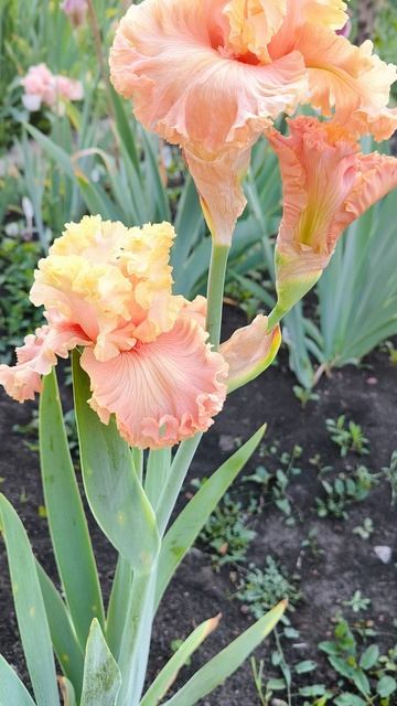 ШИЗ Э ПИЧ / SHE'S A PEACH 🍑 (M. Саттон, 2024).mp4