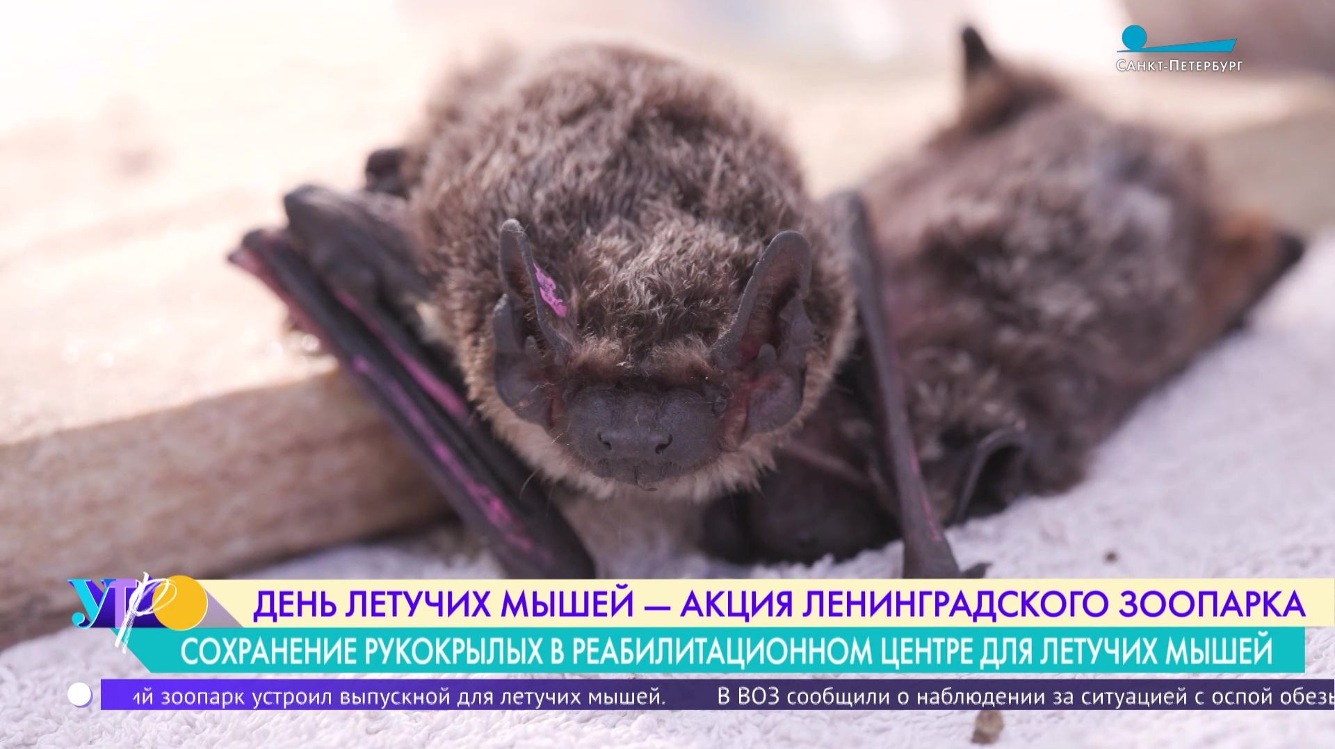 Сохранение рукокрылых в реабилитационном центре для летучих мышей Ленинградского зоопарка