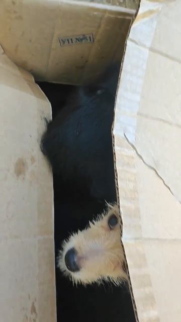 🆘🆘🆘🆘🆘 У нас критическая ситуация к Ангару подкинули коробку с тремя кутятами , бедные детки