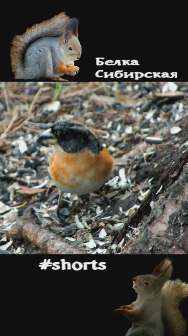 Вьюрок под кормушкой