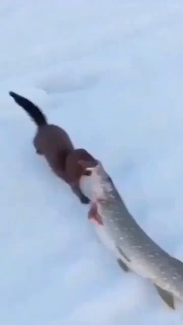 Вот это хитрец!