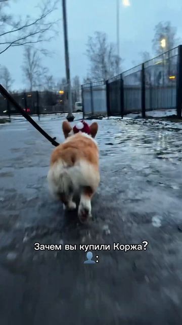 Корж каждый день, подписывайся