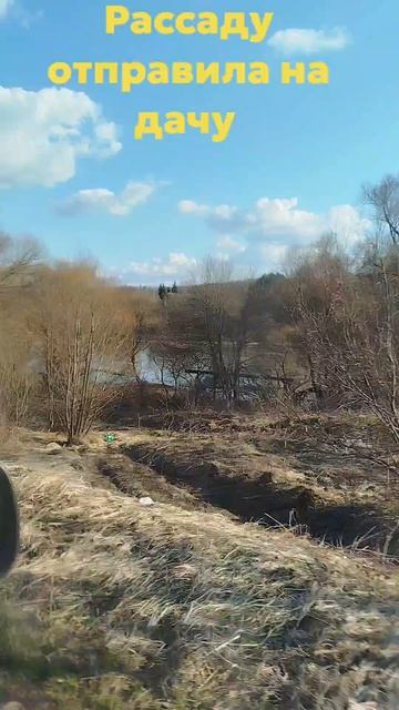 Рассаду отправила на дачу