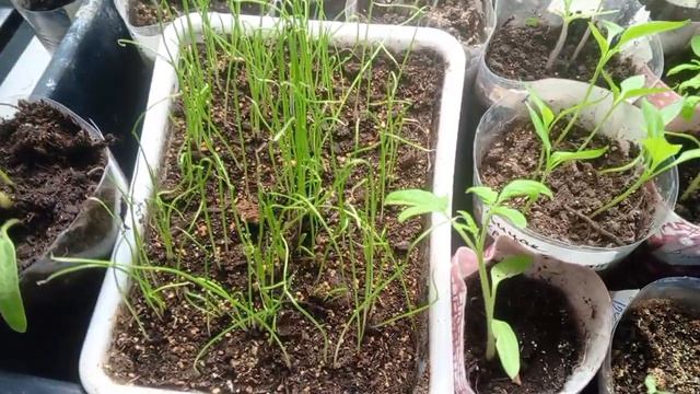 Моя рассада 17 апреля