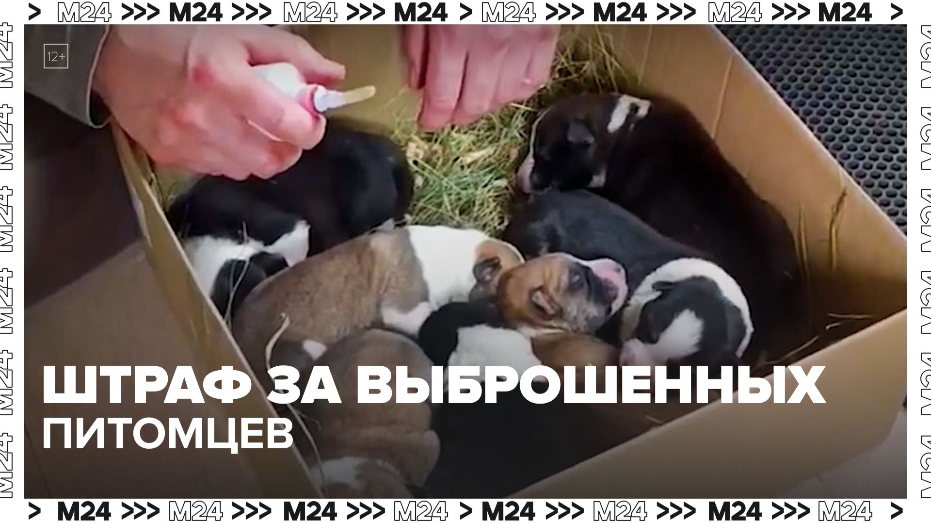 Штрафы за выброшенных животных ужесточили в России — Москва 24 | Контент