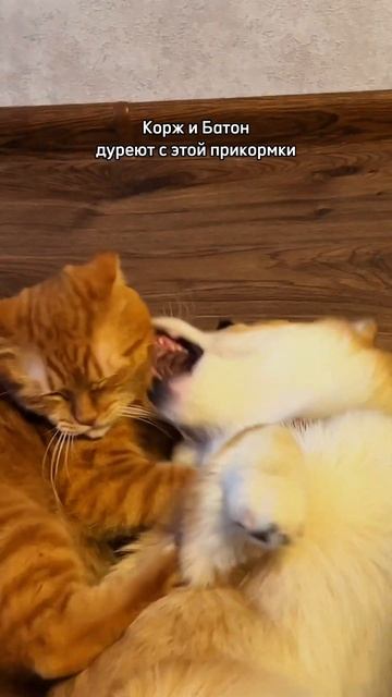 В блоге про жизнь с двумя рыжими. Переходи и смотри!