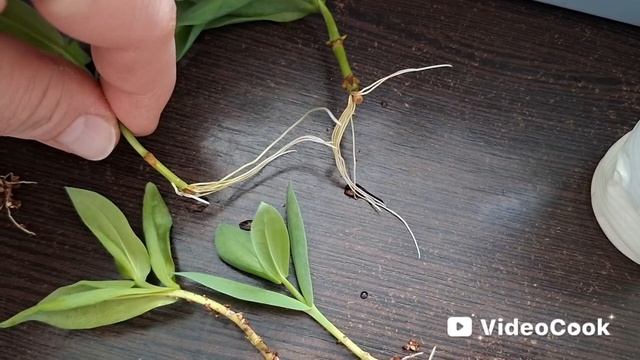 Последняя пересадка эустомы,до высадки в открытый грунт.