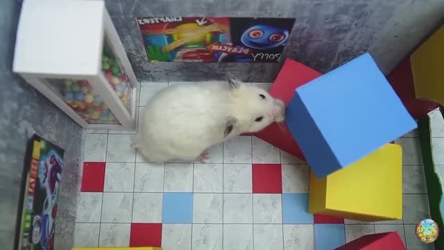Хомячок убегает из ловушки голодных акул в водном лабиринте! часть 9