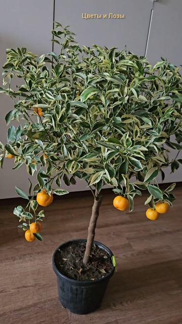 Каламондин вариегатный 🍊 🔥