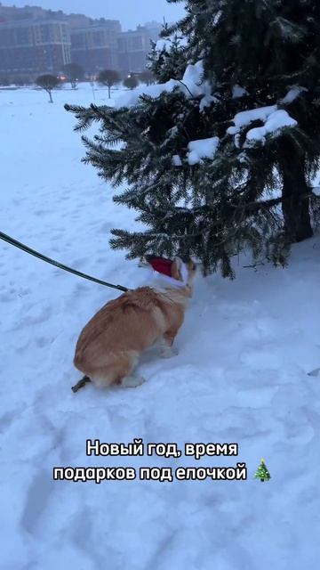 А какие подарки вы готовите?