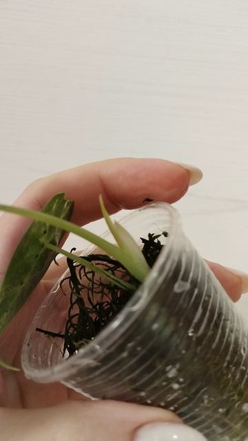 VID_20260416_162357.mp4