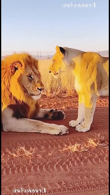 Lion Baby Cute And Father And Mom