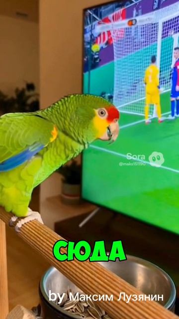 Попугай смотрит футбол #sora #ии #футбол #funny #юмор #смех #угар #попугай #birds #cute #ржака