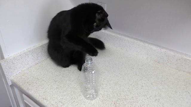 5 Life Hacks Fur Cat Owners