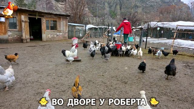 Содержание кур в домашних условиях и других птиц во дворе у Роберта 🐣🐤🦆🐔🪿🦃 (470)