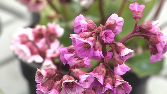 Дачные советы 16_04_25