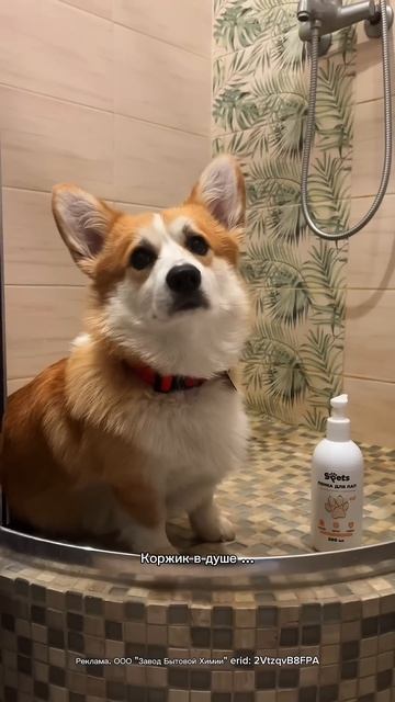 Пенка для лап от Spets. WB #404201030 Erid: 2VtzqvB8FPA #уходзасобакой #уходзалапами #лапысобаки