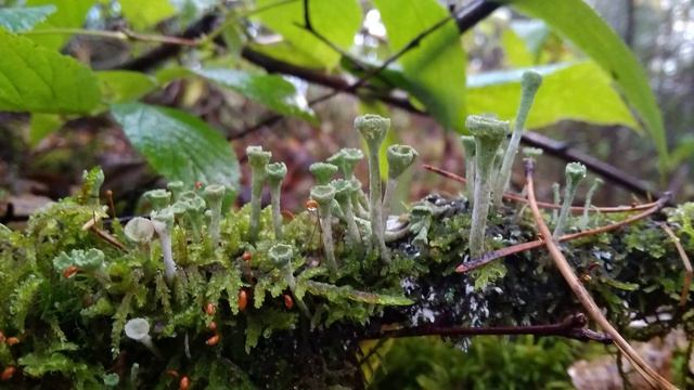 Р. Рильке. Кто нам сказал, что всё исчезает...