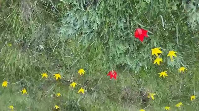 05.04.2025г. Поездка в Элисту на фестиваль тюльпанов.