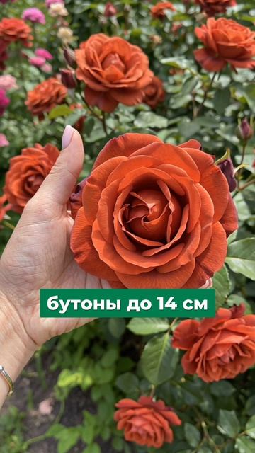 3 розы-гиганта которые затмят весь сад