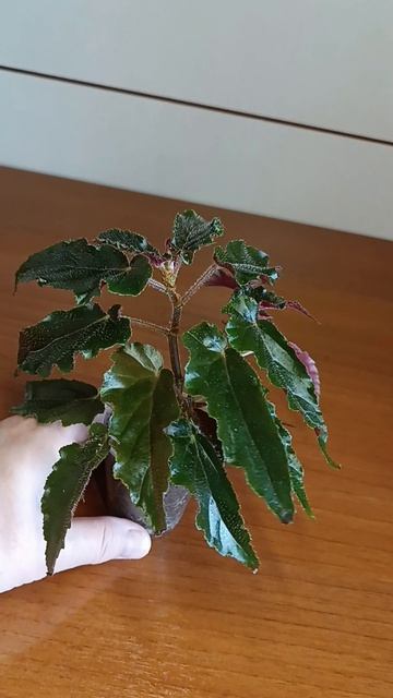 Видео для Авито ☘️🌿💚 #авито #астрахань  #бегонии