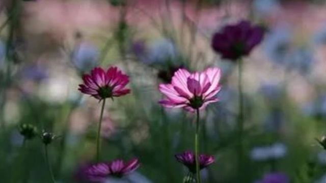 М.874)) Молимся вместе. Через послушание к единству.