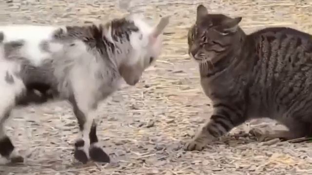 Кот и козленок