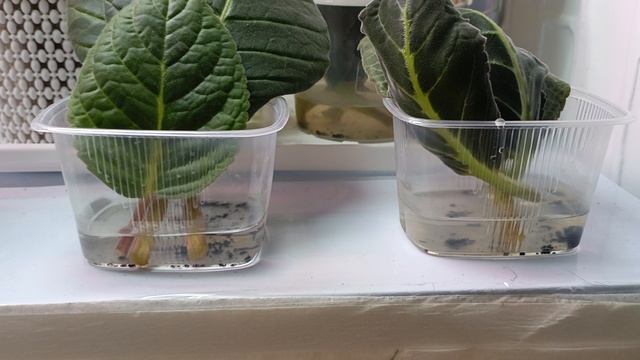 как укореннять листики глоксиний 🌺🧚♀показываю и рассказываю ☺